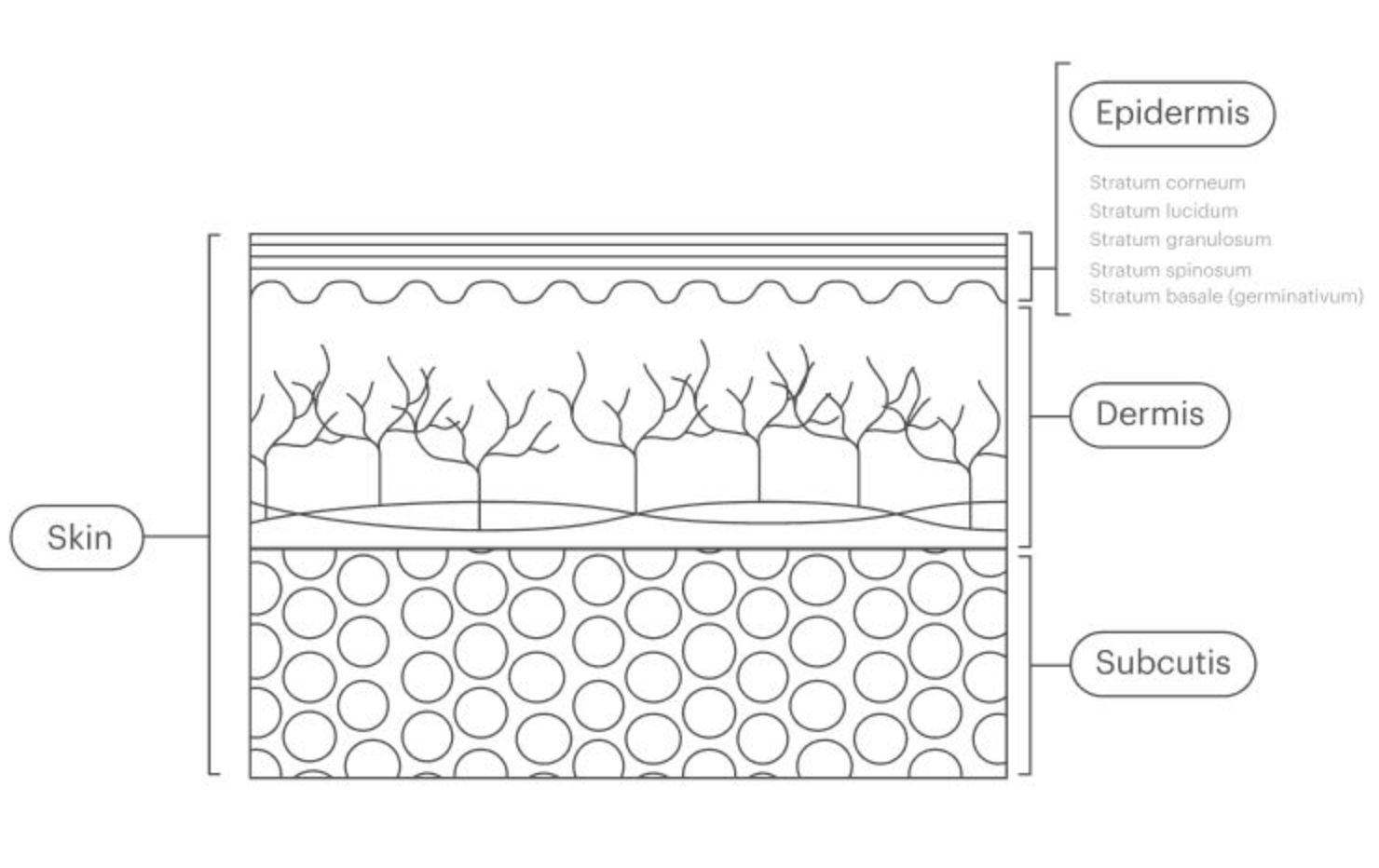 Was es mit den 7 verschiedenen Schichten deiner Haut auf sich hat
