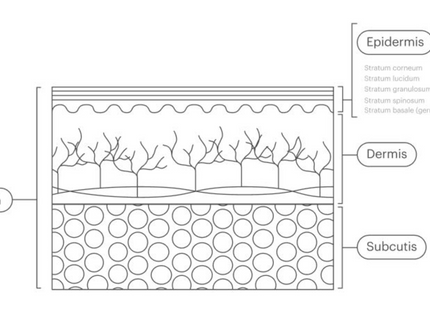 Was es mit den 7 verschiedenen Schichten deiner Haut auf sich hat